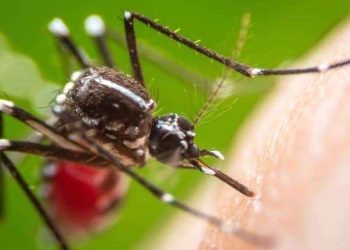 Bangladeş'te dang humması: Vaka sayısı 100 bini geçti, ölü sayısı 485