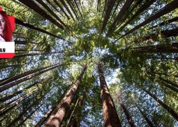 Benim adım orman - Deniz Durukan