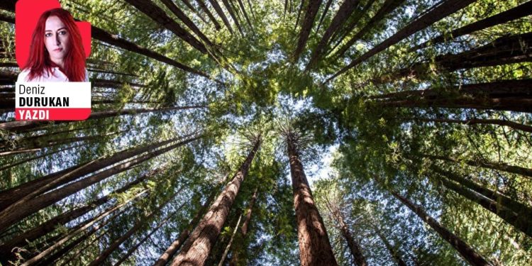 Benim adım orman - Deniz Durukan