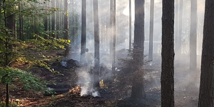 Çanakkale'de erken fark edilen orman yangını kısa sürede söndürüldü