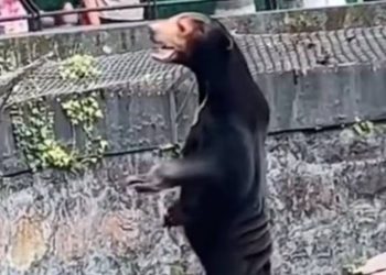 Çin'de ilginç iddia: "Ayılar, kostüm giyen insanlar"