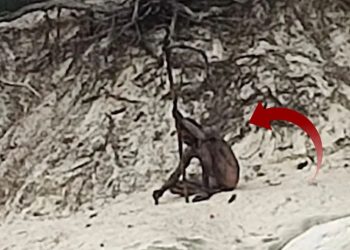 Dağda dolaşırken görüntülenen çıplak adam ülkenin gündemine oturdu