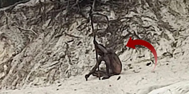 Dağda dolaşırken görüntülenen çıplak adam ülkenin gündemine oturdu