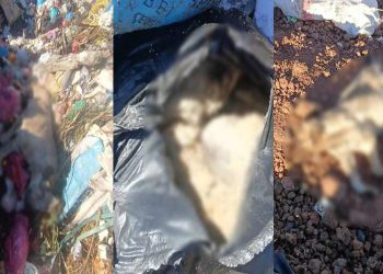 Diyarbakır'da çöp depolama alanında onlarca ölü köpek bulundu