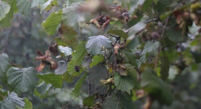 Fındık taban fiyatının altında satılıyor