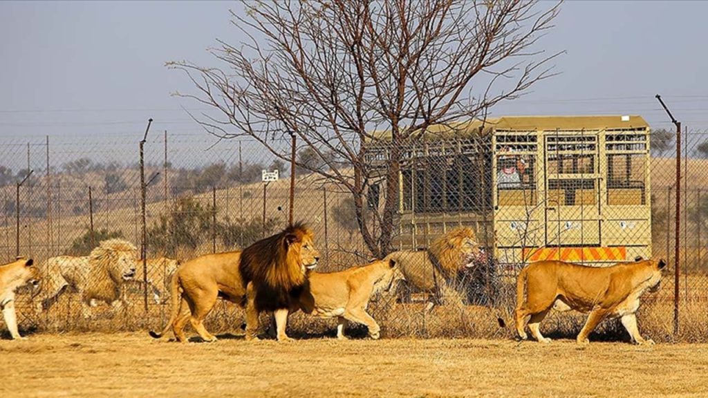 Güney Afrika'da 'tutsak aslan' sektörü tartışması: 8 binden fazla hayvan esir