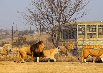 Güney Afrika'da 'tutsak aslan' sektörü tartışması: 8 binden fazla hayvan esir