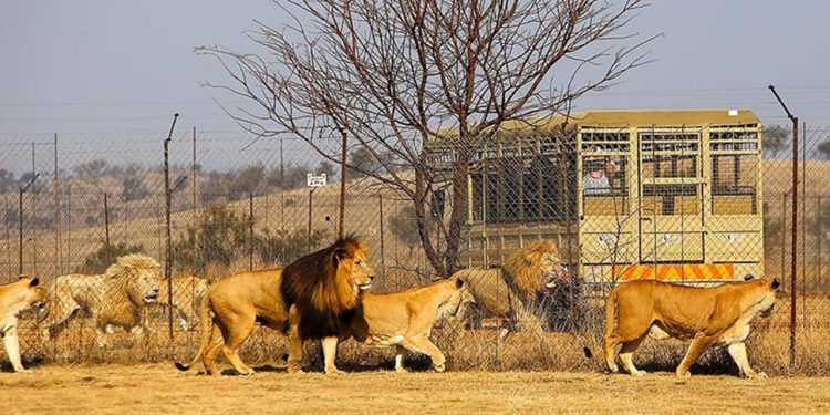 Güney Afrika'da 'tutsak aslan' sektörü tartışması: 8 binden fazla hayvan esir