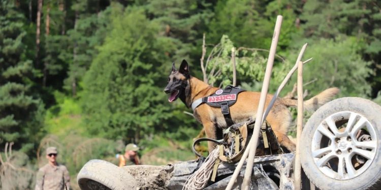 Gürcistan Şovi'deki heyelanda ölü sayısı yükseliyor