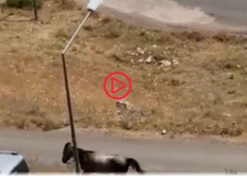 Hareket halindeki araca at bağlayıp koşturan şüpheliye para cezası