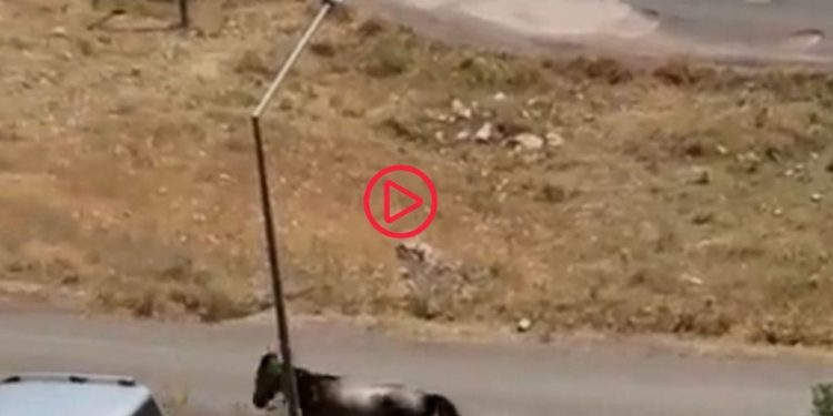 Hareket halindeki araca at bağlayıp koşturan şüpheliye para cezası