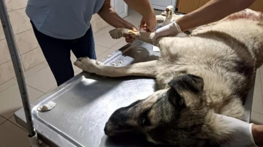 Hayvanseverlerin bakıp beslediği köpeği tüfekle vurarak öldürdü