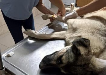 Hayvanseverlerin bakıp beslediği köpeği tüfekle vurarak öldürdü