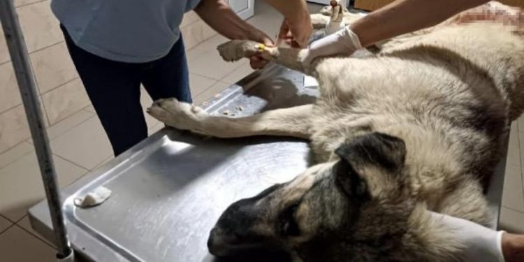 Hayvanseverlerin bakıp beslediği köpeği tüfekle vurarak öldürdü