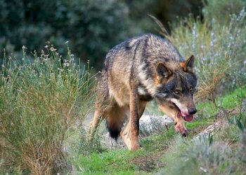 İspanya'nın Endülüs bölgesinde İberya kurtlarının nesli tükendi
