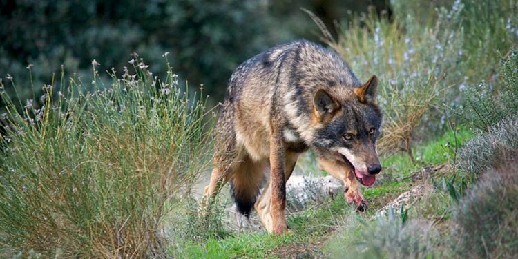 İspanya'nın Endülüs bölgesinde İberya kurtlarının nesli tükendi