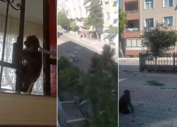 İstanbul’da maymun saldırısı: 3 yaralı