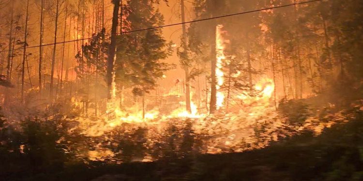 Kanada ve Kanarya Adaları'ndaki yangınlar söndürülemiyor, binlerce kişi tahliye edildi