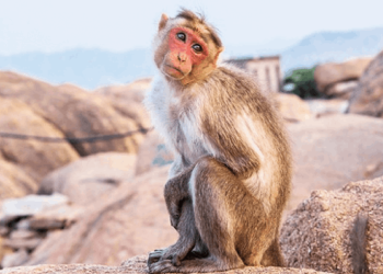 Maymun, bir bebeği kaçırıp çatıdan attı!