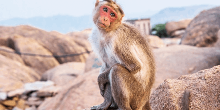 Maymun, bir bebeği kaçırıp çatıdan attı!