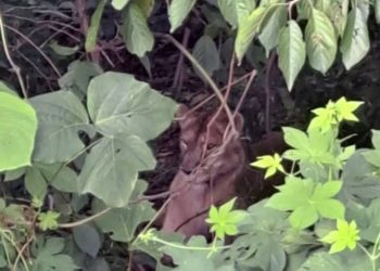 Nesli tükenmekte olan dişi aslan, kafesinden kaçtığı için öldürüldü