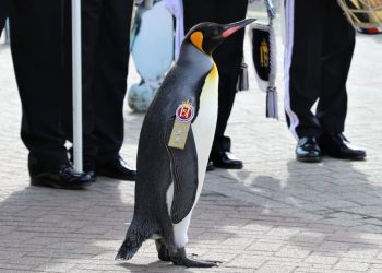 Norveç ordusundan 'Sir Nils Olav'a terfi: Hayvanat bahçesindeki penguen tümgeneralliğe yükseltildi