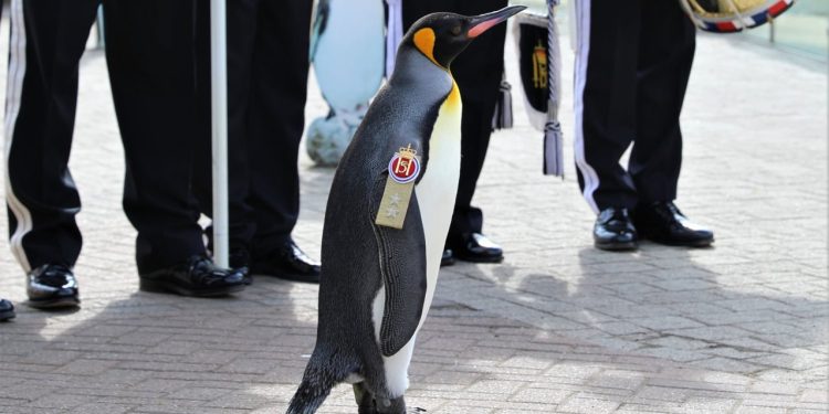 Norveç ordusundan 'Sir Nils Olav'a terfi: Hayvanat bahçesindeki penguen tümgeneralliğe yükseltildi