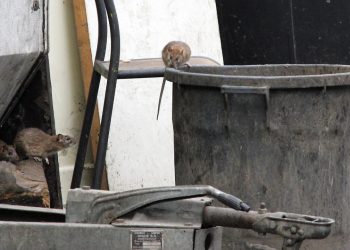 Roma'da 'fare alarmı': Kişi başına düşen kemirgen sayısı korkuttu