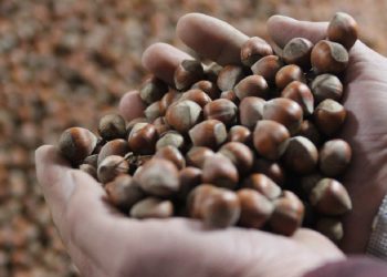 TMO fındık alımına başladı: Satın alma şartları neler?