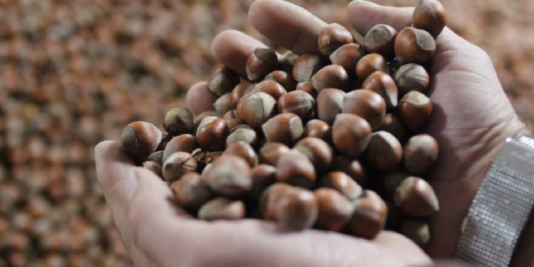 TMO fındık alımına başladı: Satın alma şartları neler?