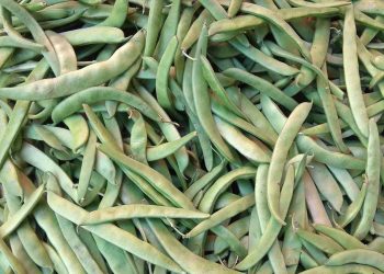 Taze fasulye, neden 100 lira oldu?