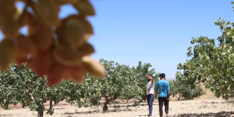 Yeni bir sektör oluştu: Günlük 1000 TL alıyorlar