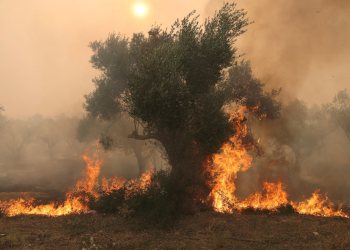 Yunanistan'da yangınların sürdüğü ormanlık alanda 18 ceset bulundu