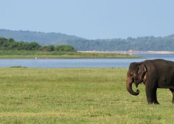‘Kendimi bir fil tarafından büyütülmüş gibi hissediyorum’