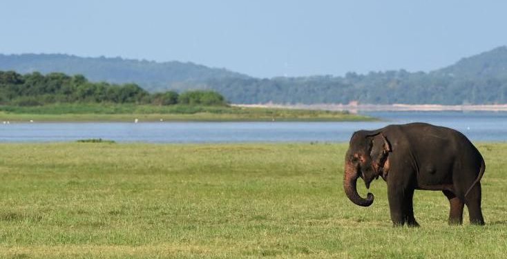 ‘Kendimi bir fil tarafından büyütülmüş gibi hissediyorum’