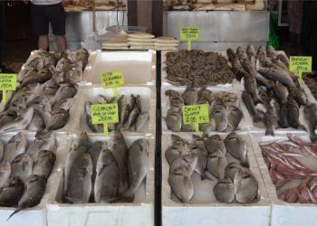 Av yasağı kalktı balıkçıların deniz hasreti sona erdi