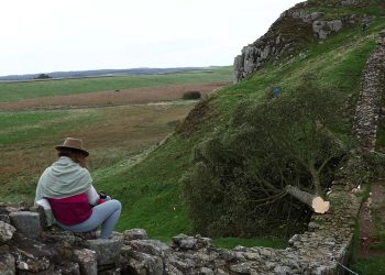 300 yıllık tarihi ağacı kesen 16 yaşındaki çocuk gözaltında: Güvenlik personeli gözyaşlarına boğuldu