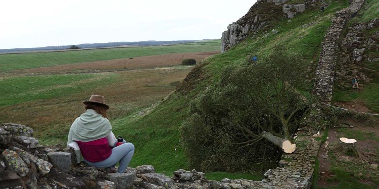 300 yıllık tarihi ağacı kesen 16 yaşındaki çocuk gözaltında: Güvenlik personeli gözyaşlarına boğuldu