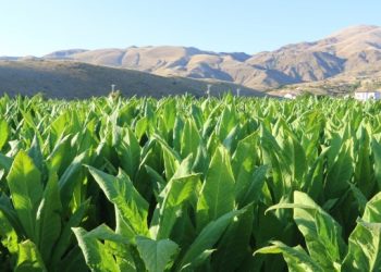 Semsûrlu tütün üreticileri: Tarlada belirsizlik ekiyoruz