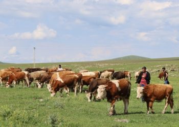 Erdexanlı süt üreticileri zararda