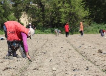 Ağırtaş: Çiftçinin artan maliyeti işçi üzerinden karşılanmak isteniyor