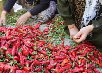 Kilosu 2 liraya saatlerce biber ayıklıyorlar