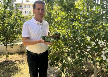 Adana'da limon ağaçta kaldı, 2 TL'ye alıcı yok!