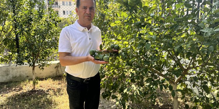 Adana'da limon ağaçta kaldı, 2 TL'ye alıcı yok!