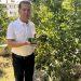 Adana'da limon ağaçta kaldı, 2 TL'ye alıcı yok!