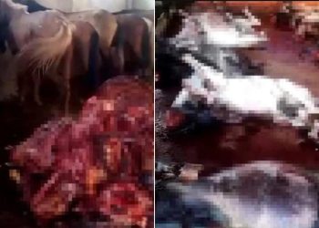 Adana’da mide bulandıran görüntü: 12 kesilmiş, 2 kesilmemiş eşek; 6 at ele geçirildi