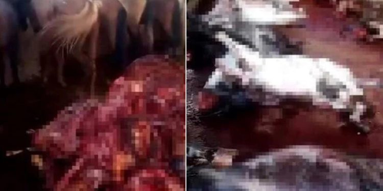 Adana’da mide bulandıran görüntü: 12 kesilmiş, 2 kesilmemiş eşek; 6 at ele geçirildi