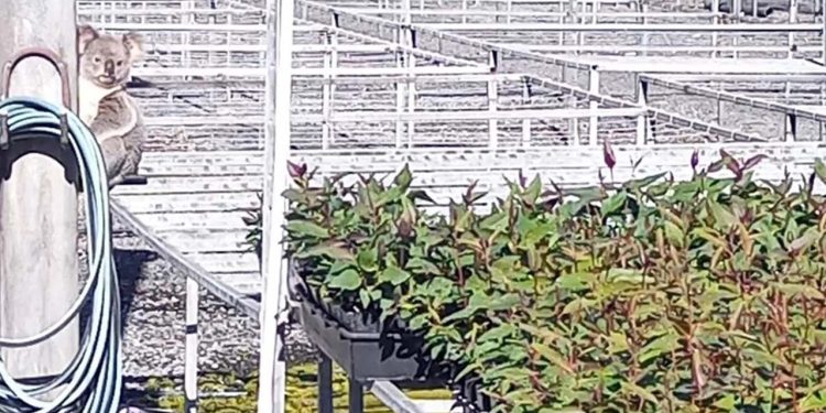 Avustralya'da fidanlıktaki fideleri 'çalan' koalaya suçüstü: Fazla yiyince yakalandı