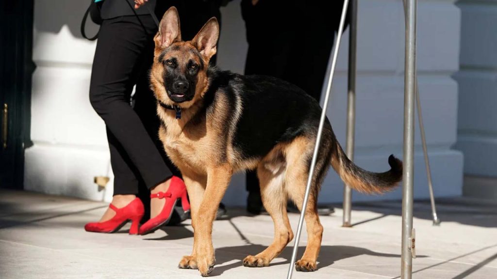 Biden'ın köpeği 'Komutan' bir Gizli Servis ajanını daha ısırdı