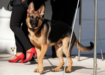 Biden'ın köpeği 'Komutan' bir Gizli Servis ajanını daha ısırdı